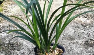 中国兰花网 中国兰花网